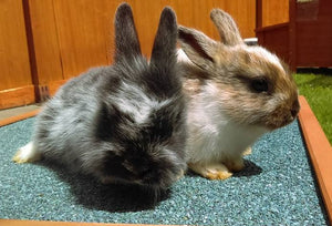 Two cute rabbits