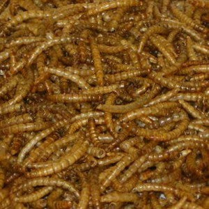 DRIED MEALWORMS 240550