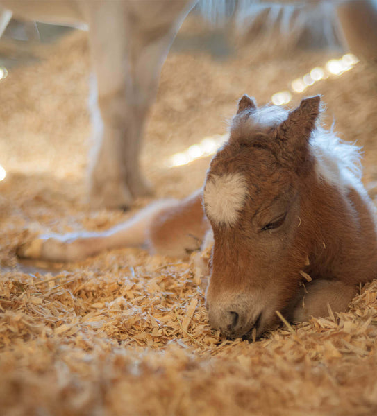 Wood & Slumber Premium Shavings