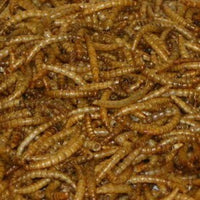DRIED MEALWORMS 242714