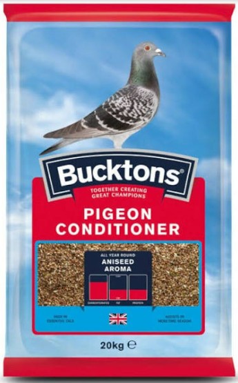 Bucktons Pigeon Condition