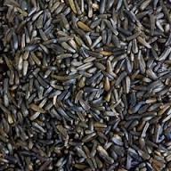 NIGER SEED