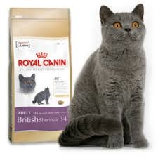 Royal Canin BRITISH SHORTHAIR